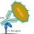 Group logo of Plasma Membrane